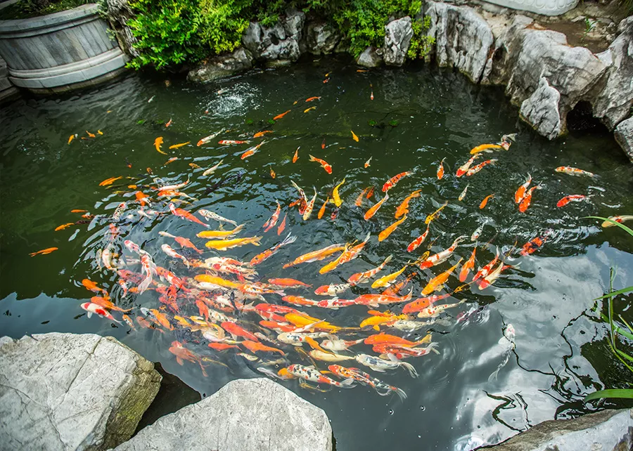 锦鲤戏水